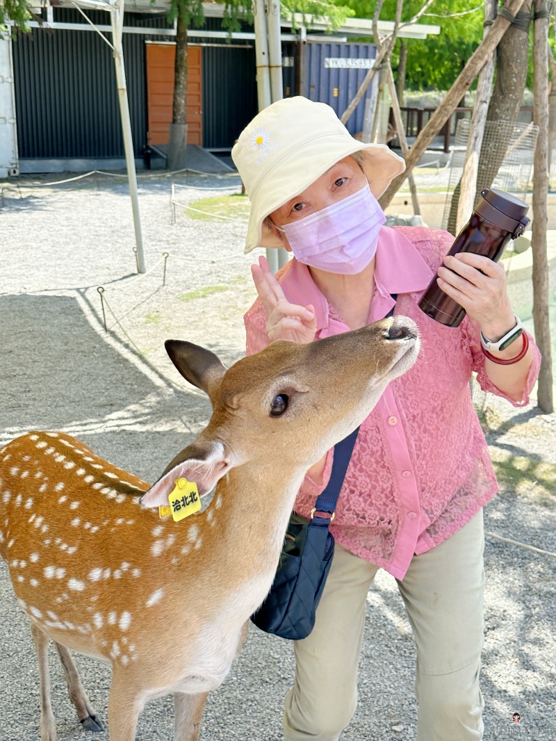 斑比山丘 台版奈良公園 小鹿親人溫馴 還有厭世水豚君 可愛迷你驢一起互動玩耍～ @兔貝比的菲比尋嚐