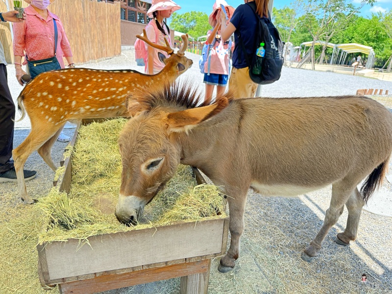斑比山丘 台版奈良公園 小鹿親人溫馴 還有厭世水豚君 可愛迷你驢一起互動玩耍～ @兔貝比的菲比尋嚐